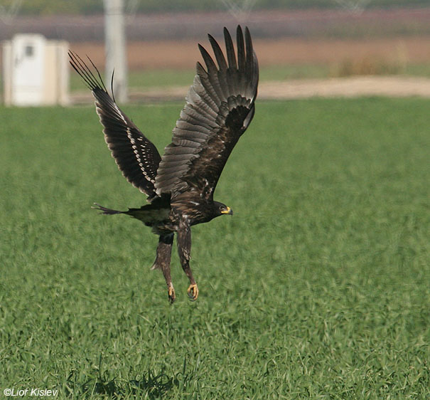 עיט צפרדעים  Greater Spotted Eagle   Aquila clanga                אגמון החולה,דצמבר 2007.צלם:ליאור כסלו
